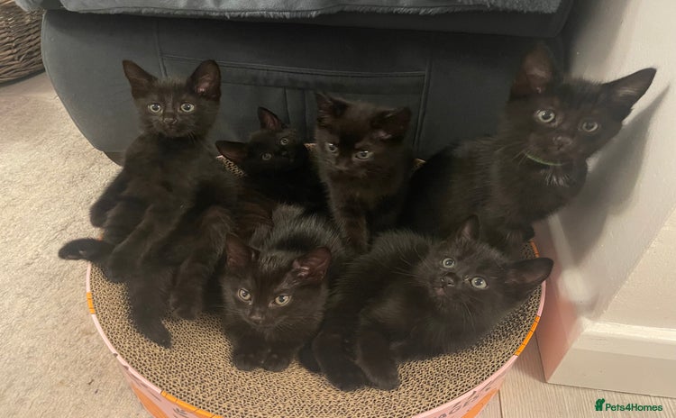 Domestic Shorthair cats - Advert 1