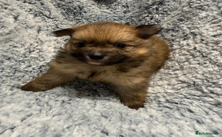 Pomeranian dogs - Advert 1