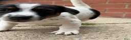 Jack Russell dogs for sale: 3 beautiful Jack Russell girls - Advert 33