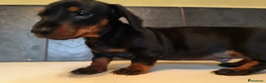 Dachshund Puppy 1