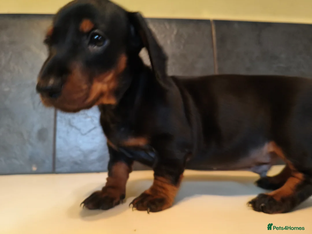 Dachshund dogs for sale: Standard dachshund puppies  - Advert 5