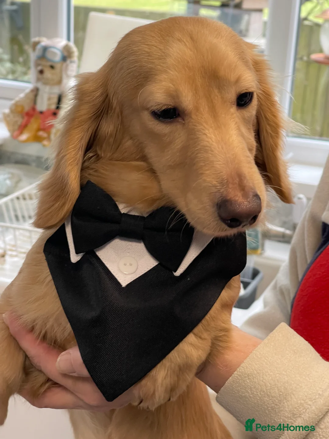 Miniature Dachshund dogs for stud: Cream Mini Longhair Dachshund - At Stud Only  in Colchester - Advert 2