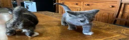 Mixed Breed cats for sale: Must stay together. Two hand reared orphan kittens - Advert 2