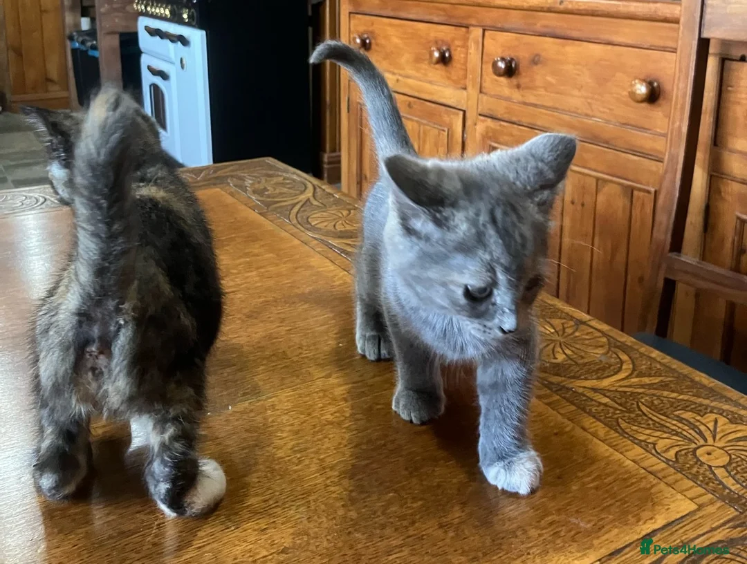 Mixed Breed cats for sale: Must stay together. Two hand reared orphan kittens - Advert 2