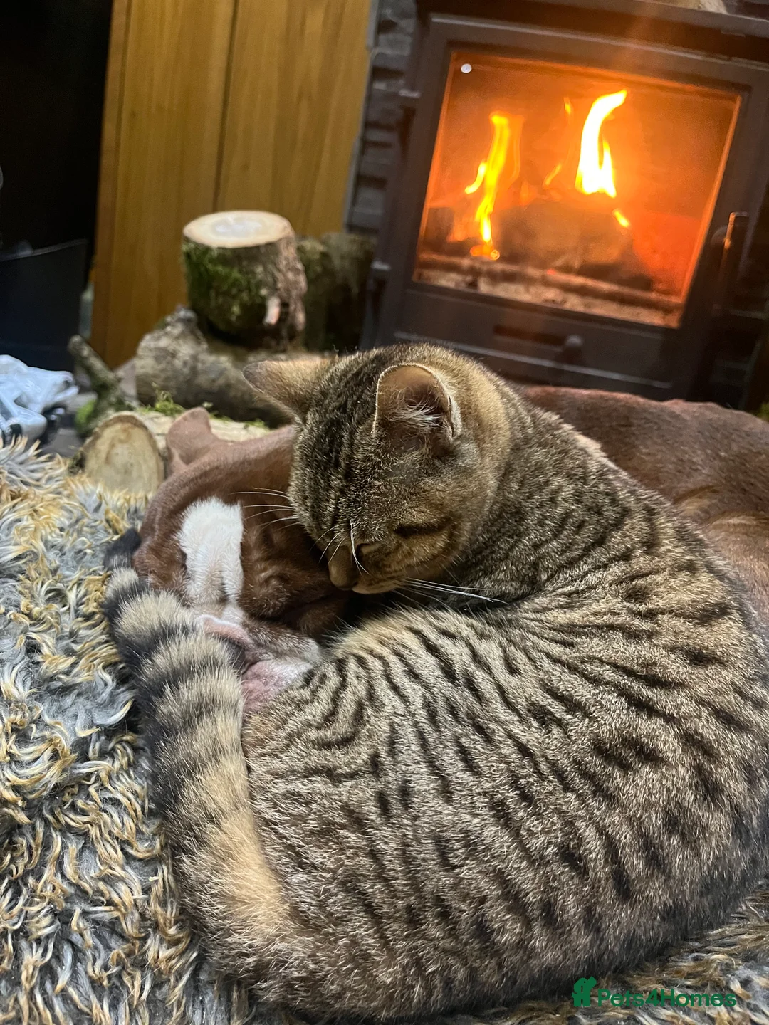 Bengal cats for sale: Bengal kittens  - Advert 3