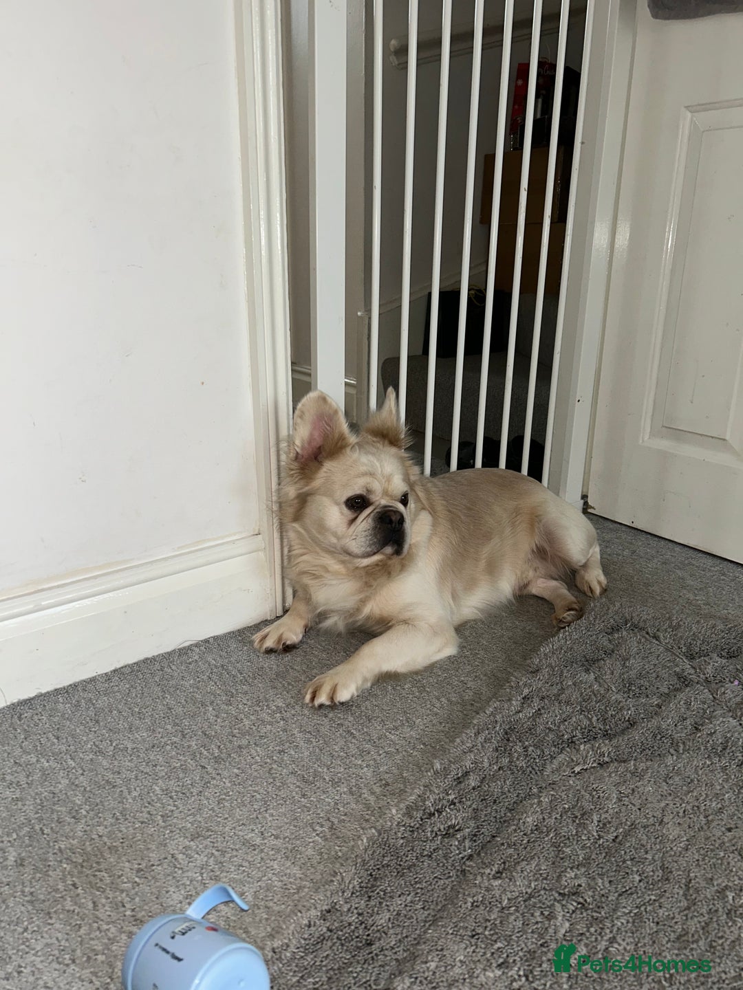 French Bulldog dogs for sale: Cream fluffy Frenchie for sale  - Advert 2