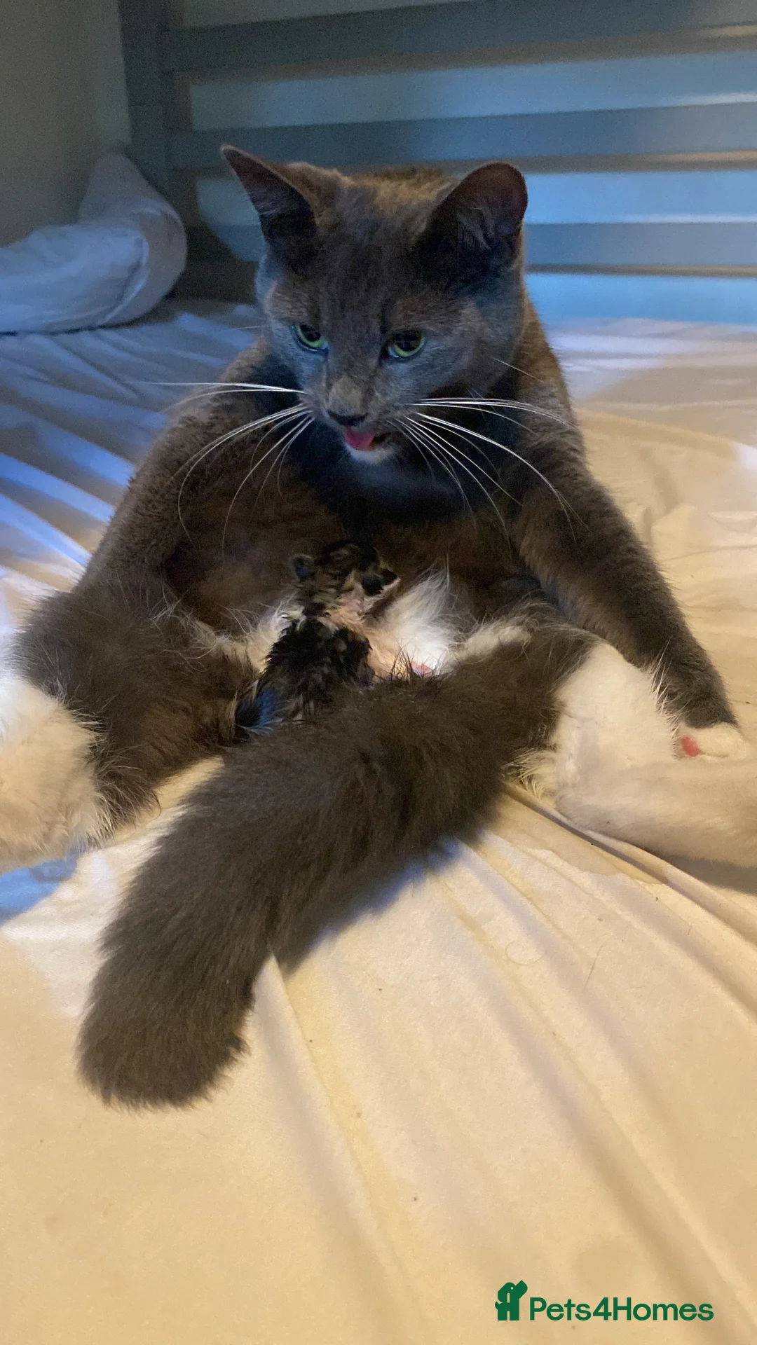 Mixed Breed cats for sale: Toe eaters!  - Advert 6