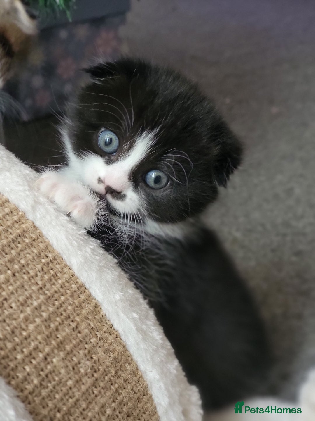 Scottish Fold cats for sale: Scottish fold - Advert 15