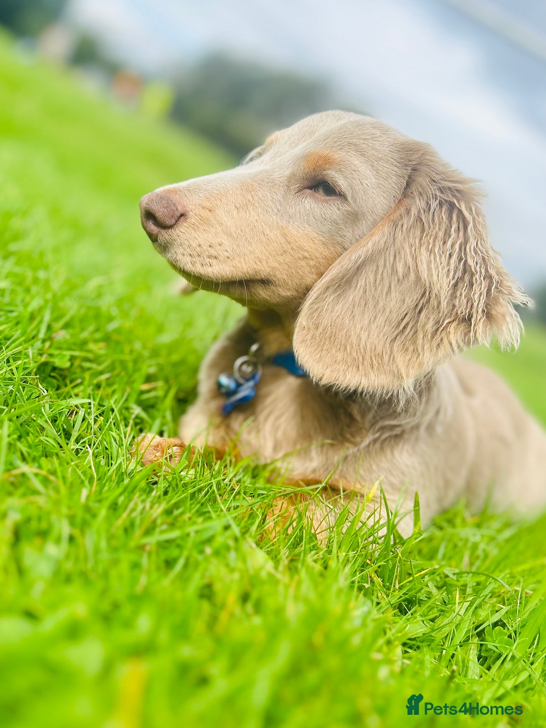 Miniature Dachshund dogs for stud: Long Hair miniature dacshund in Telford - Advert 7