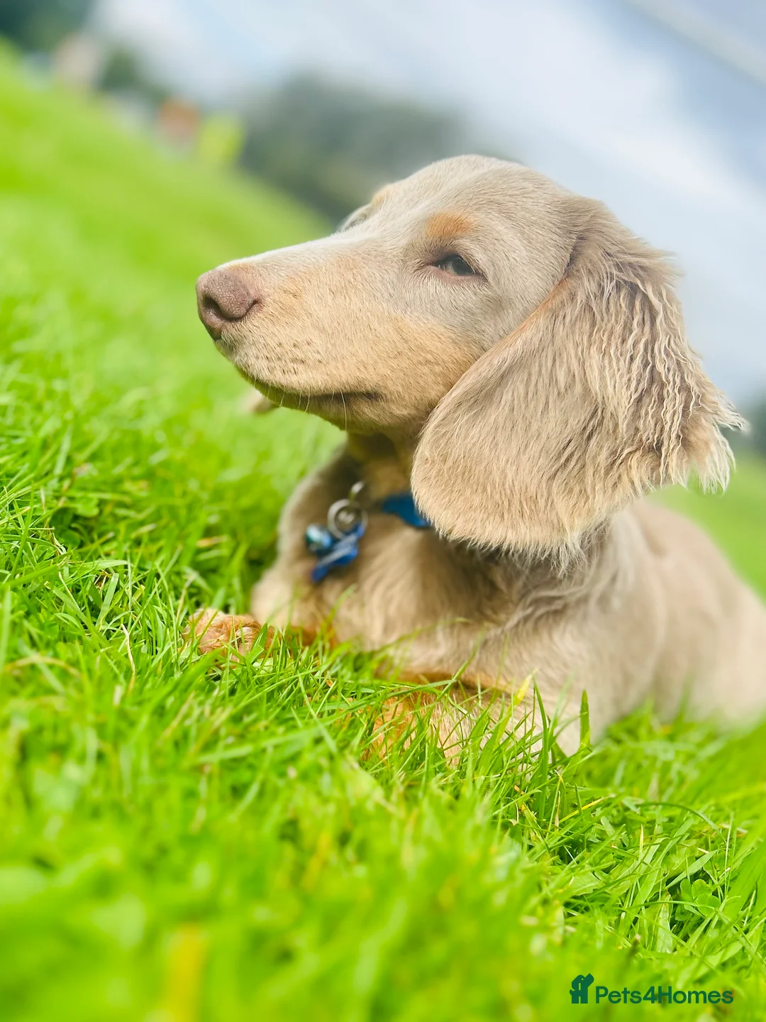 Miniature Dachshund dogs for stud: Long Hair miniature dacshund in Telford - Advert 7