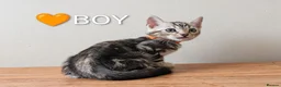 Bengal cats for sale: TICA Registered Bengal Kittens|Health Tested ❤️ - Advert 5