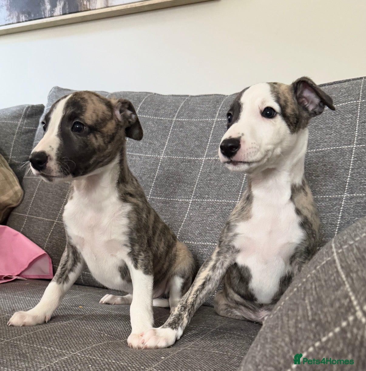Whippet dogs KC registered brindle Whippets  - Advert 1
