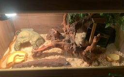Corn Snake reptiles for sale:  Zep the cornsnake - Image 6