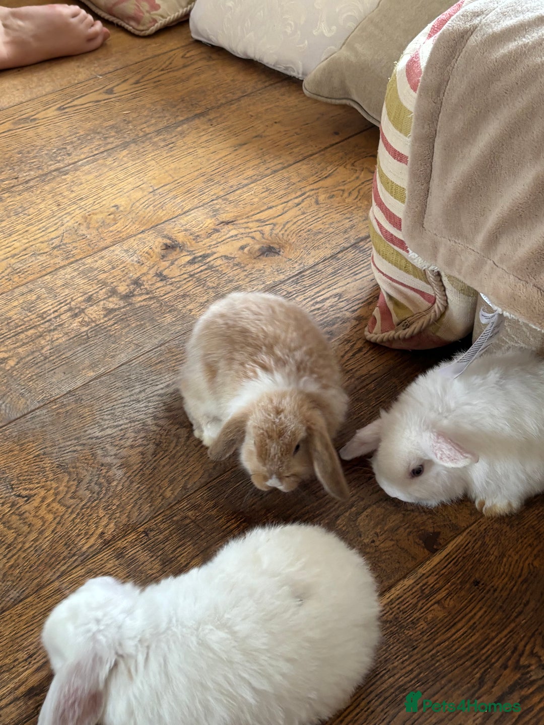 Mini Lop rabbits for sale: Beautiful mini lop rabbits - Image 3
