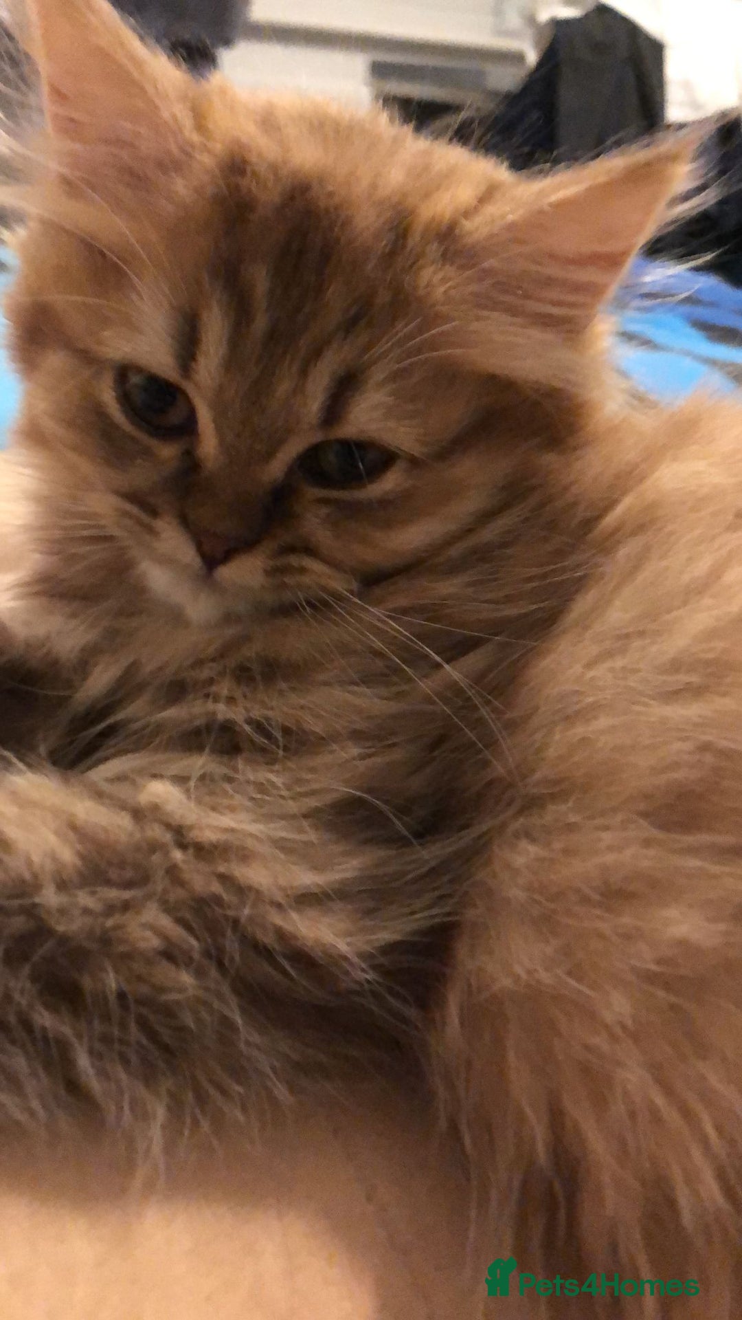 British Longhair cats for sale: READY NOW Tabby female Pedigree BLH - Image 16