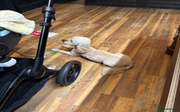 Miniature Poodle dogs for sale: Miniature poodle - Image 15
