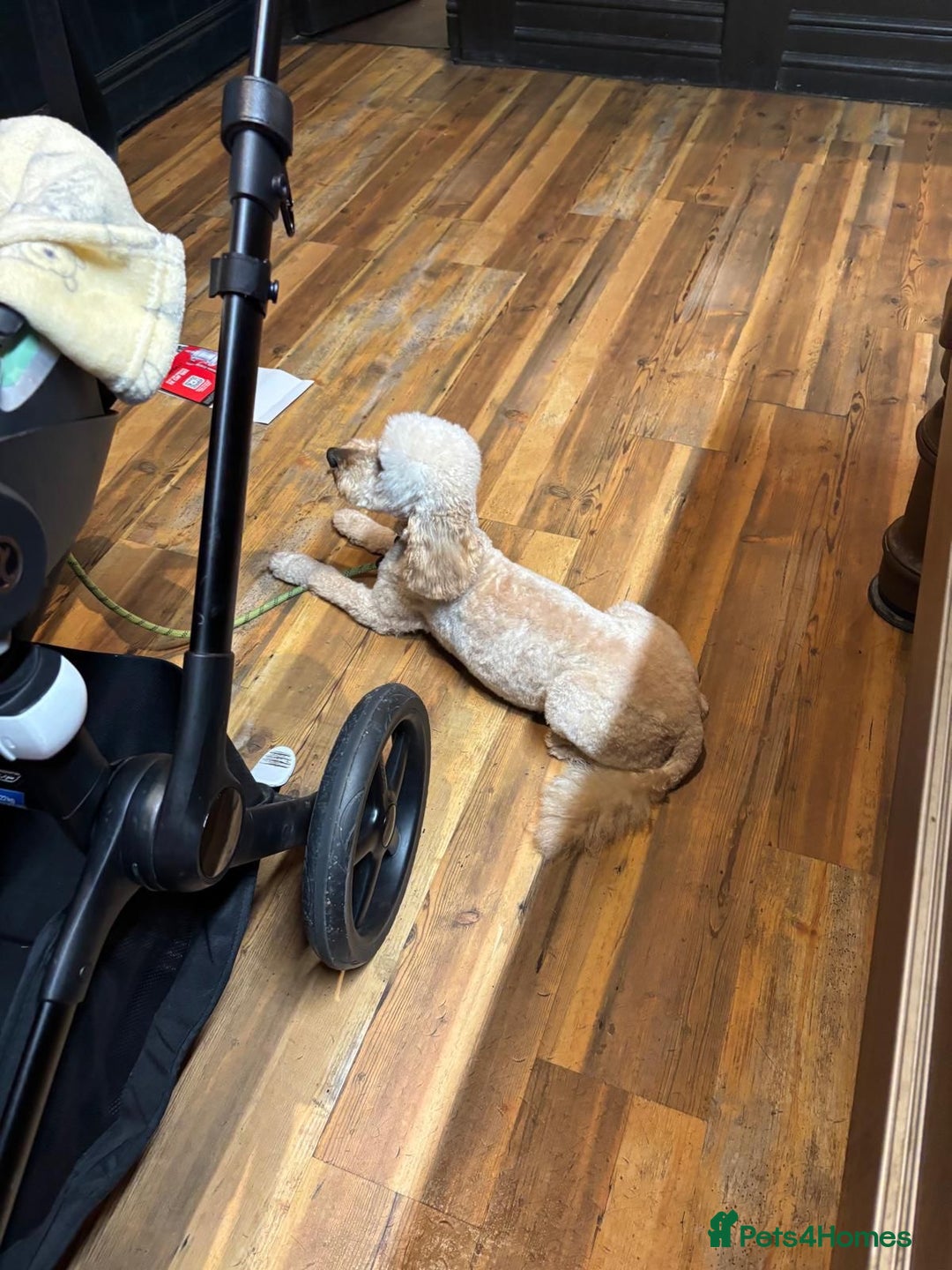 Miniature Poodle dogs for sale: Miniature poodle - Image 15
