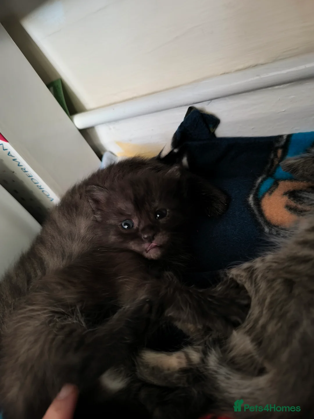 Mixed Breed cats for sale: Maine Coon cross Ragdoll - Advert 2
