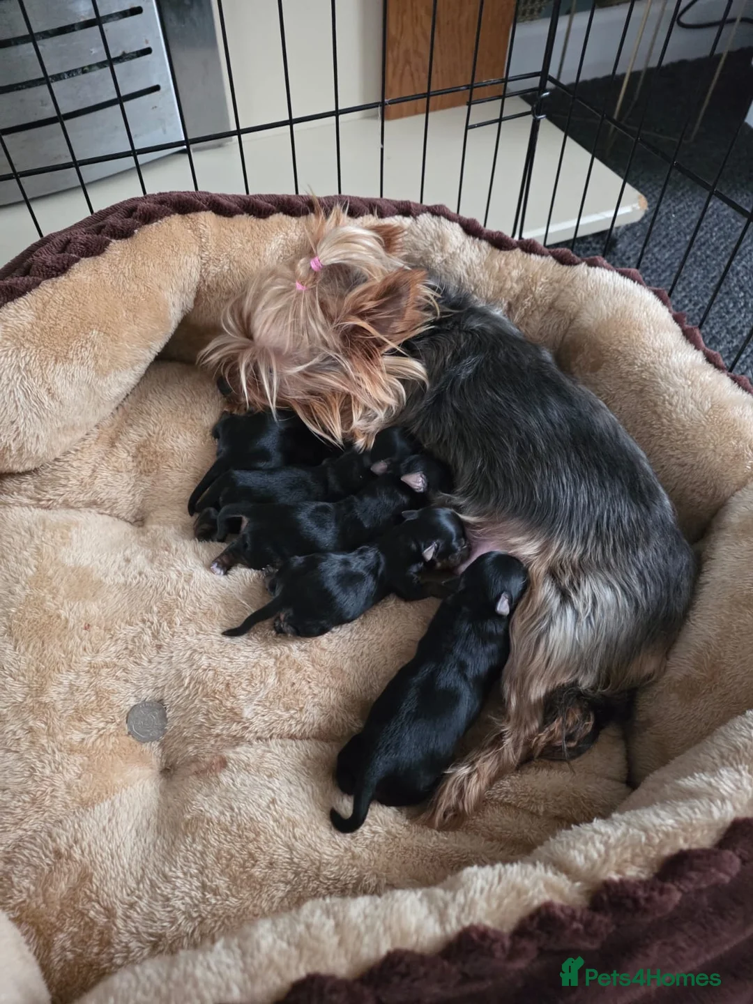 Yorkshire Terrier dogs for sale: Yorkshire Terrier mini  - Advert 11