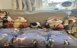Boston Terrier dogs for sale: Boston Terrier 5* puppies - Image 12