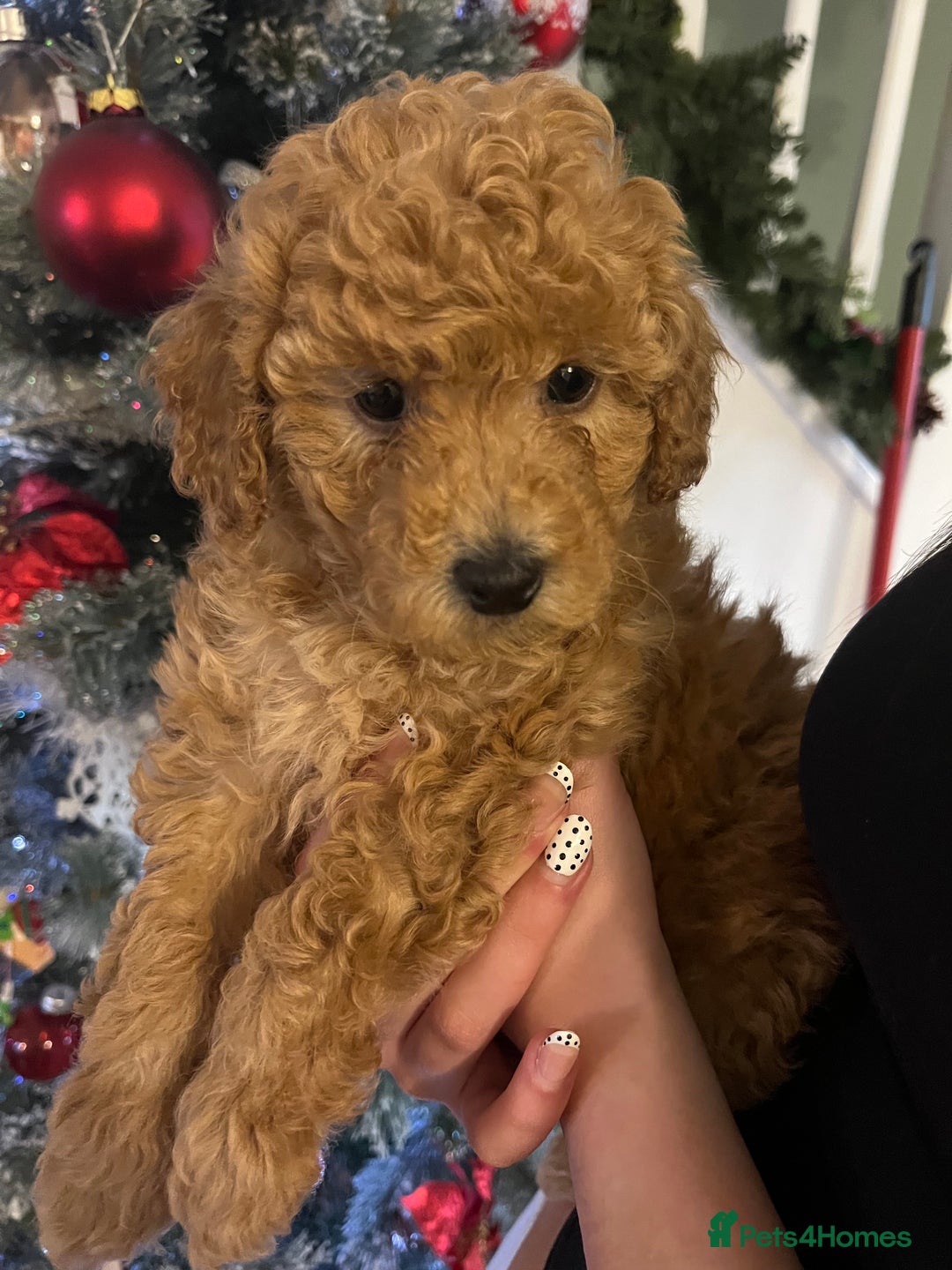 Cockapoo dogs for sale: Beautiful cockapoo puppies  - Advert 5