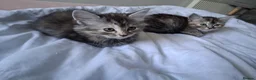 Mixed Breed cats for sale: 5 super fluffy female kittens - Advert 5