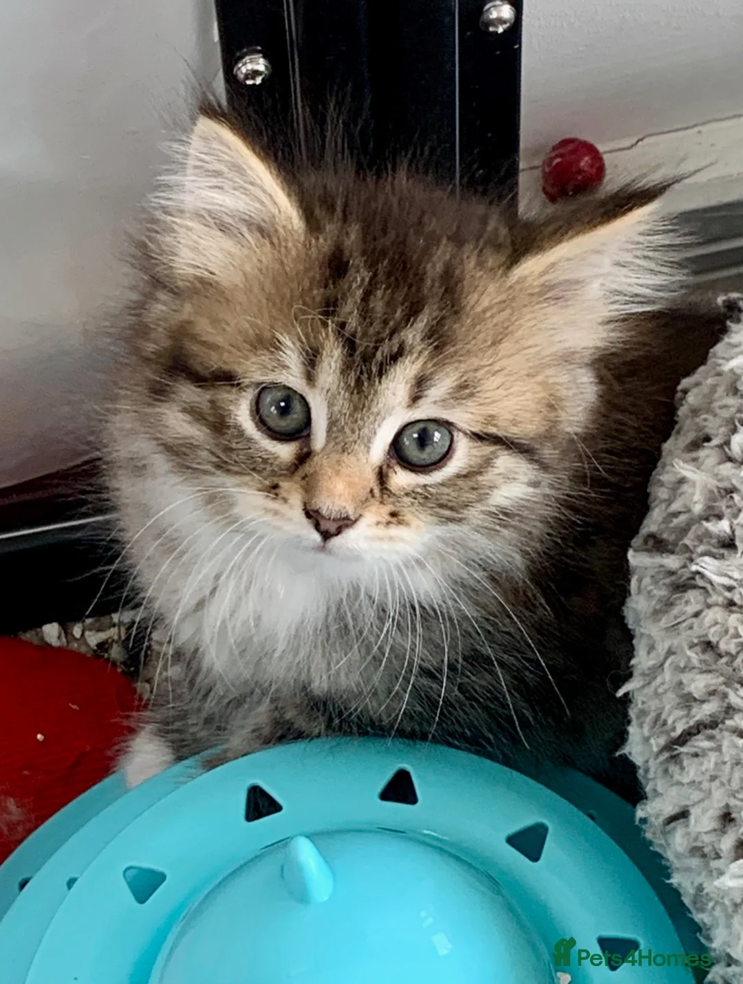 Siberian cats for sale: 2 gorgeous Registered Siberian Kittens - Advert 11