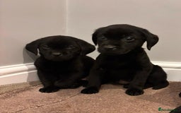 Labrador Retriever dogs for sale: Fabulous Labrador puppies  - Advert 8