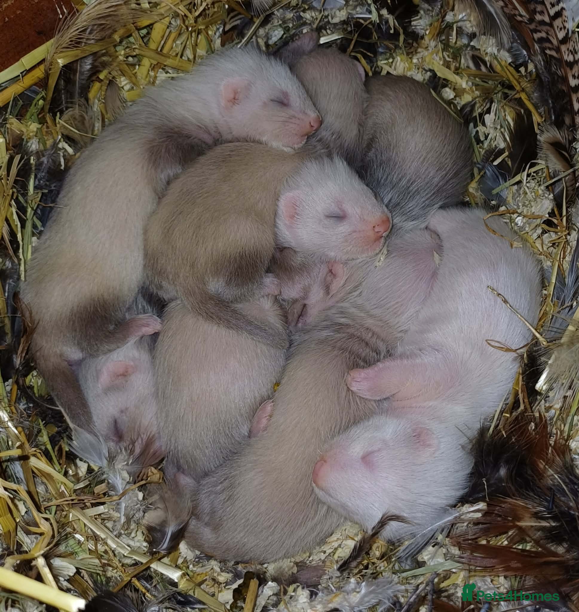 Ferret rodents Beautiful Baby Ferrets For Sale - Ready soon - Advert 1