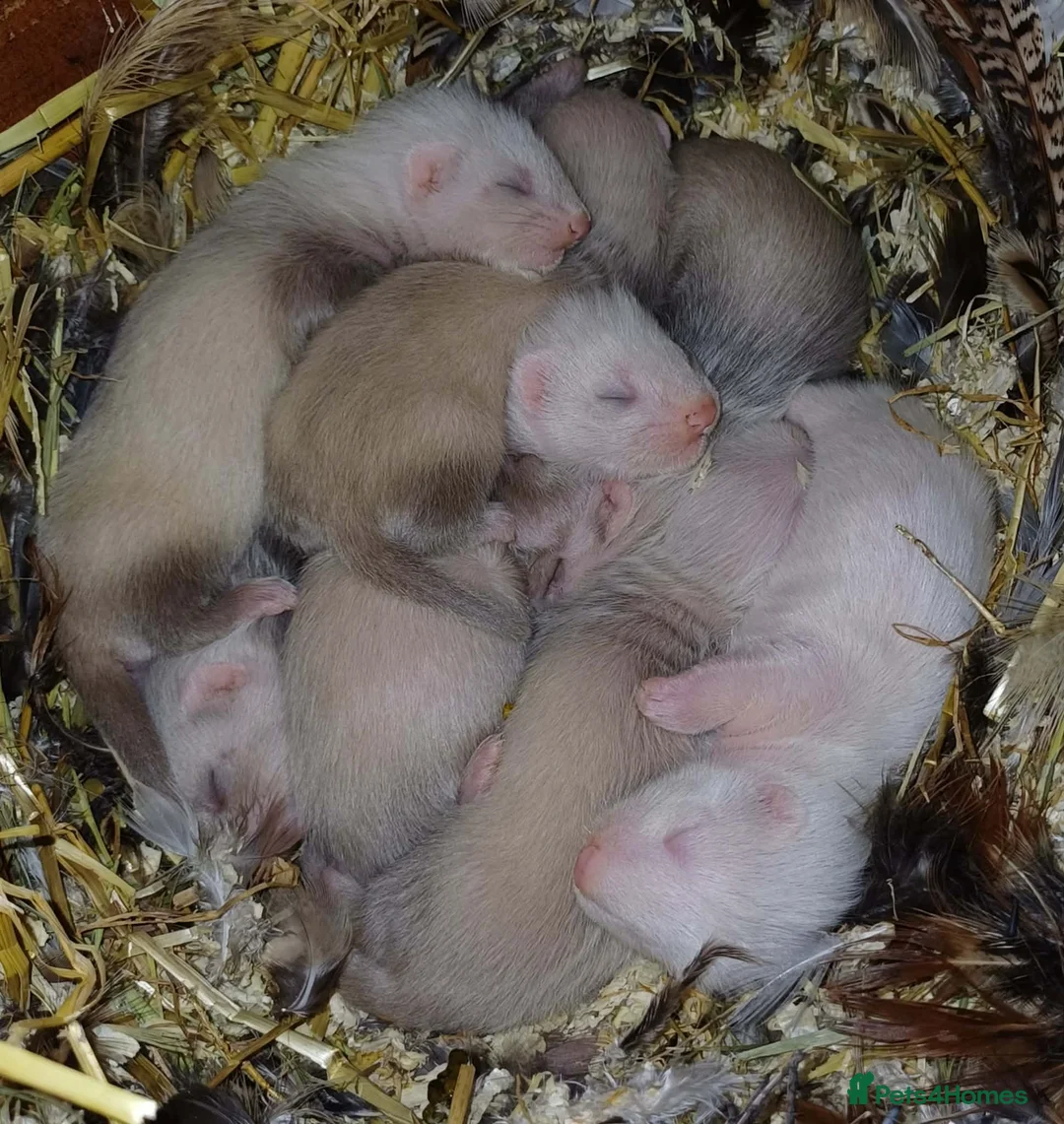 Ferret rodents for sale: Beautiful Baby Ferrets For Sale - Ready soon in Whitby - Advert 1