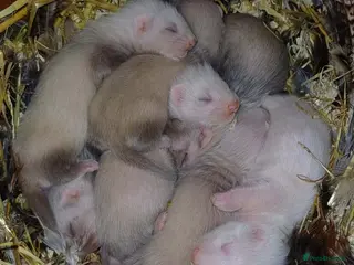 Ferret rodents Beautiful Baby Ferrets For Sale - Ready soon - Advert 1