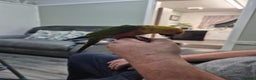 Conures birds for sale: Jenday conure - Advert 5