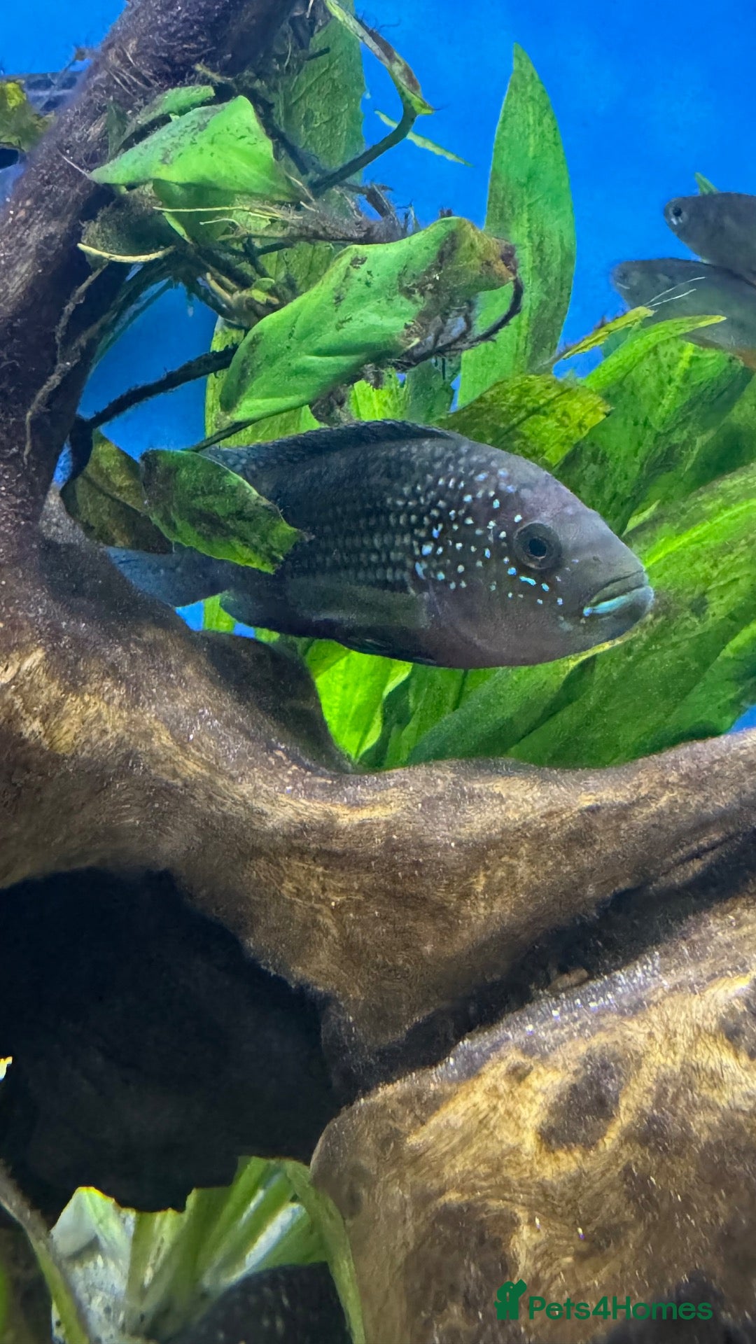 Cichlids fish Jack Dempsey  - Advert 18