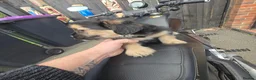 Mixed Breed dogs for sale: Puppy puppie for sale half frencie and yorkiepoo  - Advert 15