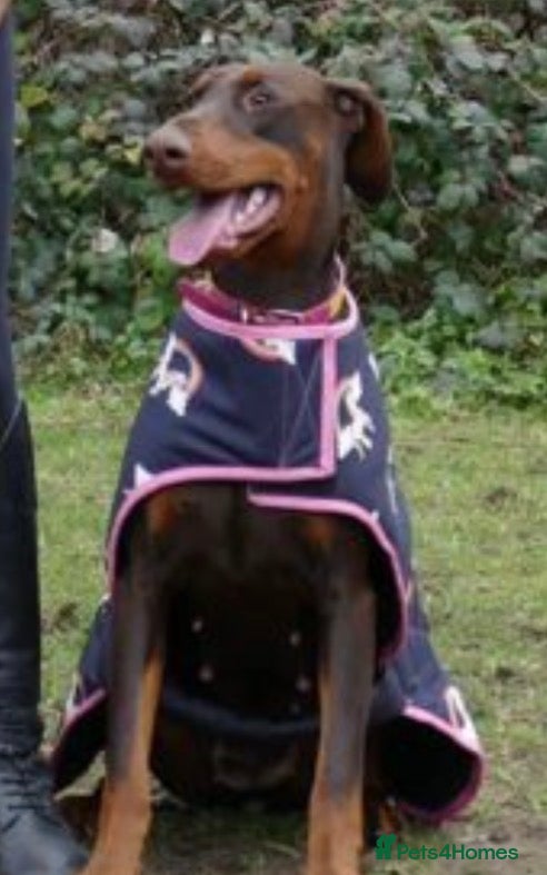 Dobermann dogs Chocolate tan Bitch 15months old - Advert 15