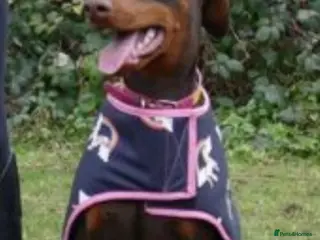 Dobermann dogs Chocolate tan Bitch 15months old - Advert 15
