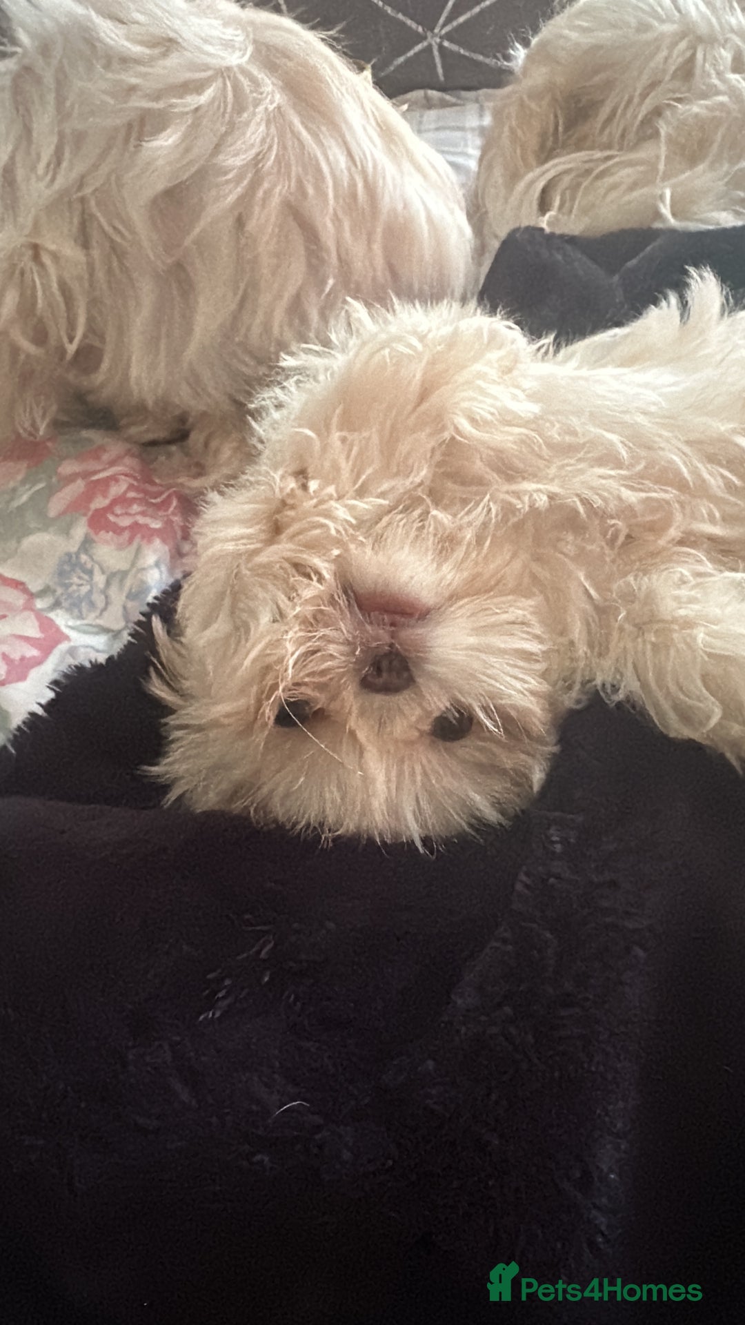 Shih Tzu dogs for sale: Lavender White Imperial Shih Tzu Puppies - Advert 28