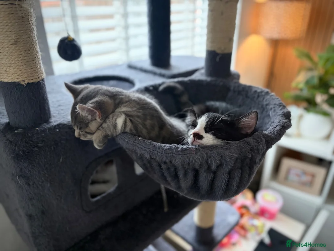 Mixed Breed cats for sale: 3 Beautiful Kittens Ready For New Homes - Advert 1