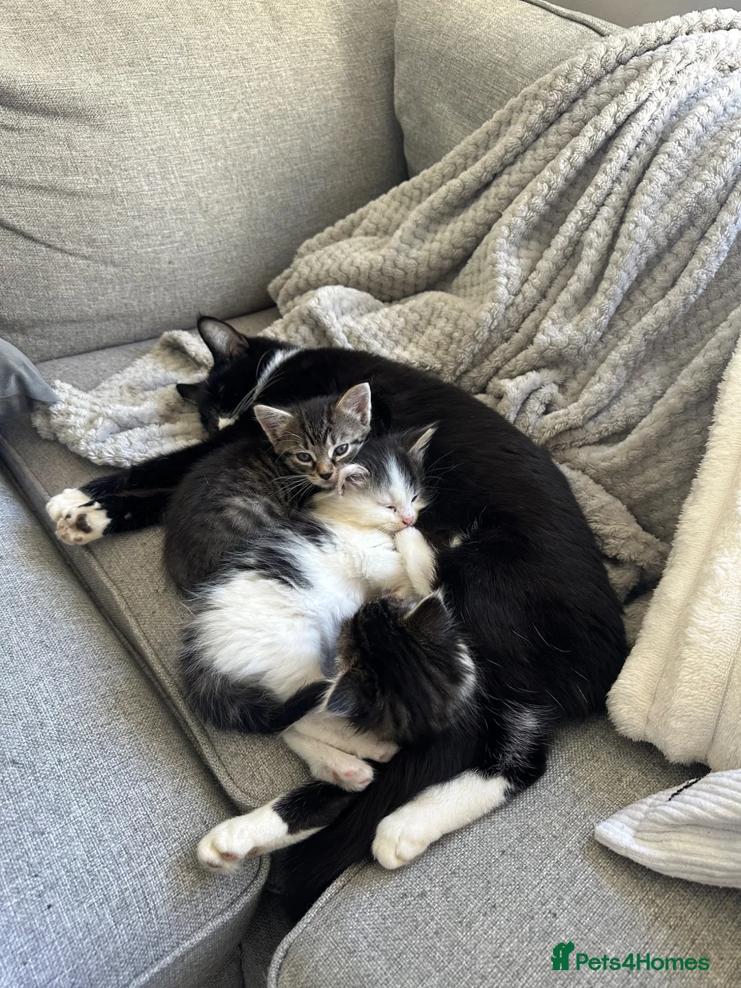 Mixed Breed cats for sale: Kittens for sale  - Advert 2