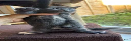 British Shorthair cats for sale: Two female and two male kittens  - Advert 14