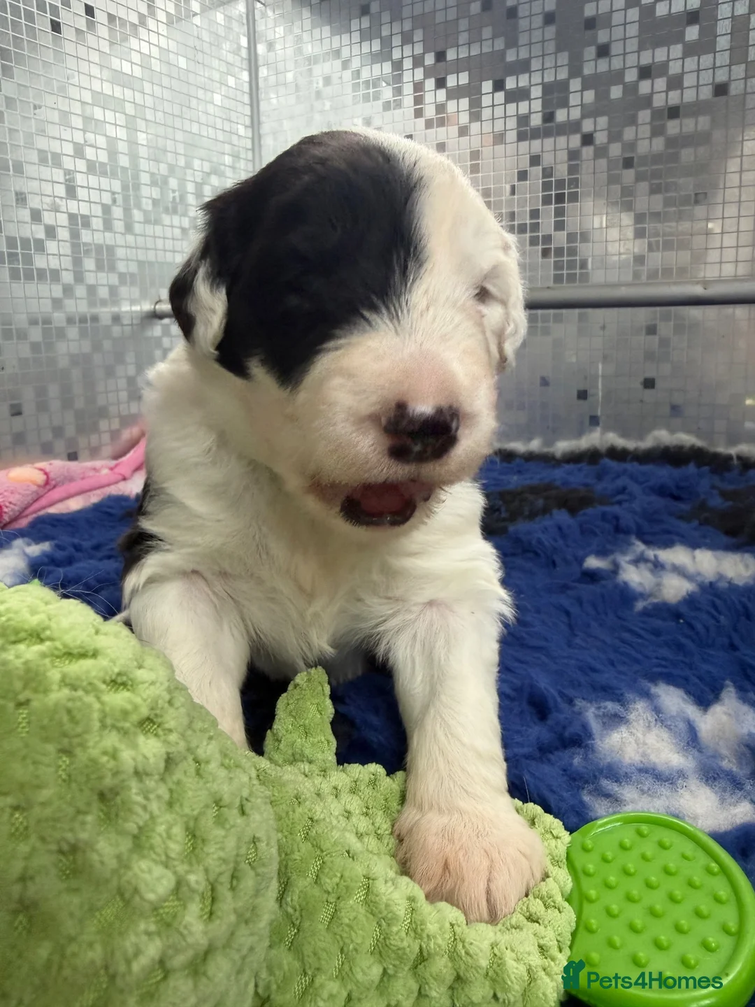Old English Sheepdog dogs for sale: Bonnies beautiful babies  - Advert 6