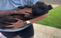 German Shepherd dogs for sale: German shepherd puppies  - Image 6