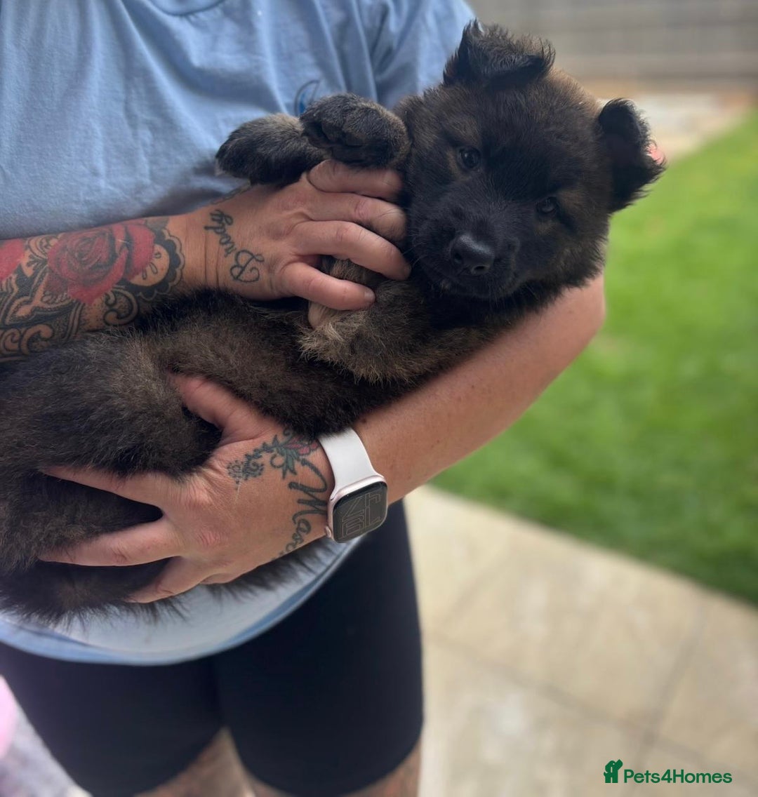 German Shepherd dogs for sale: German shepherd puppies  - Image 6