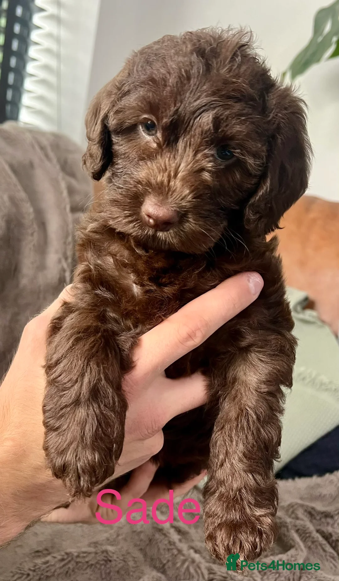 Mixed Breed dogs for sale: 9 Australian Labradoodles  - Advert 2