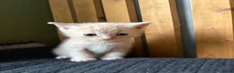 Abyssinian cats for sale: British x Abyssinian Kittens ONLY 2 left !  - Advert 6