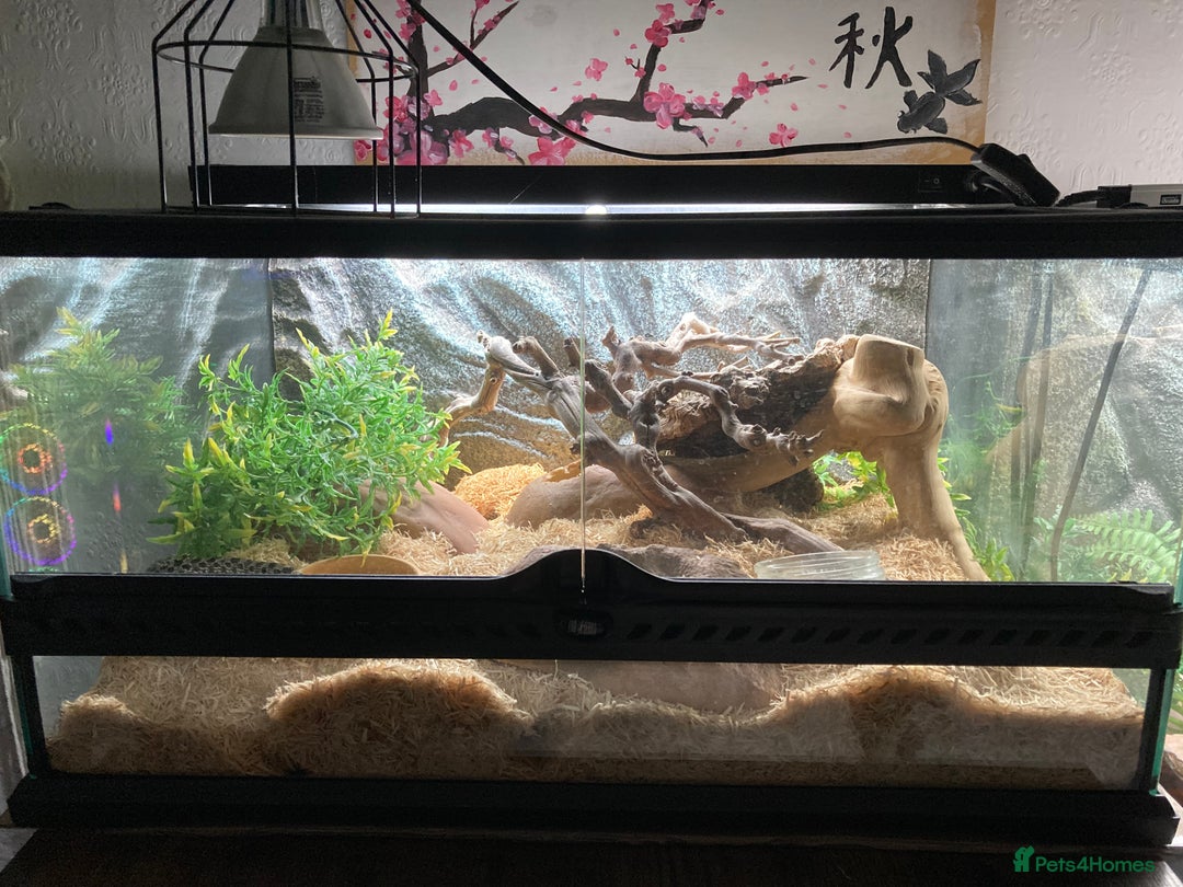 Snake reptiles for sale: Lovely Western Hognose Male - Advert 5