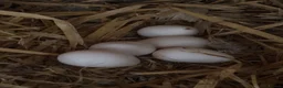 Quail poultry for sale: Snowflake Bobwhite Hatching eggs  - Advert 6