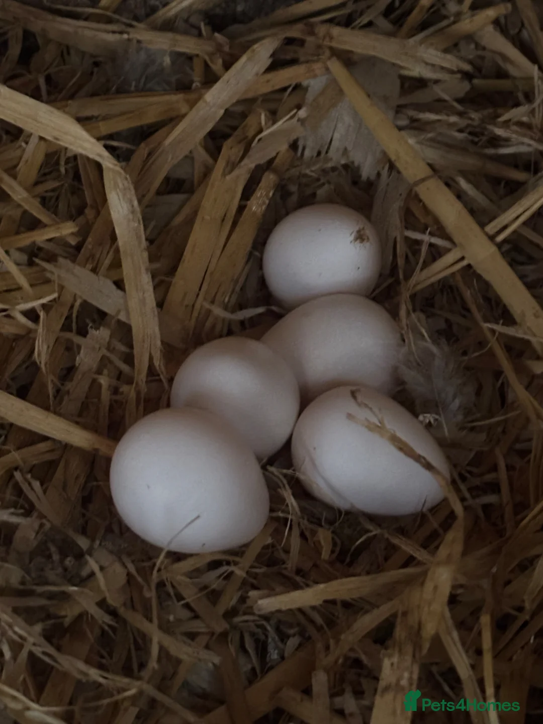 Quail poultry for sale: Snowflake Bobwhite Hatching eggs  - Advert 6