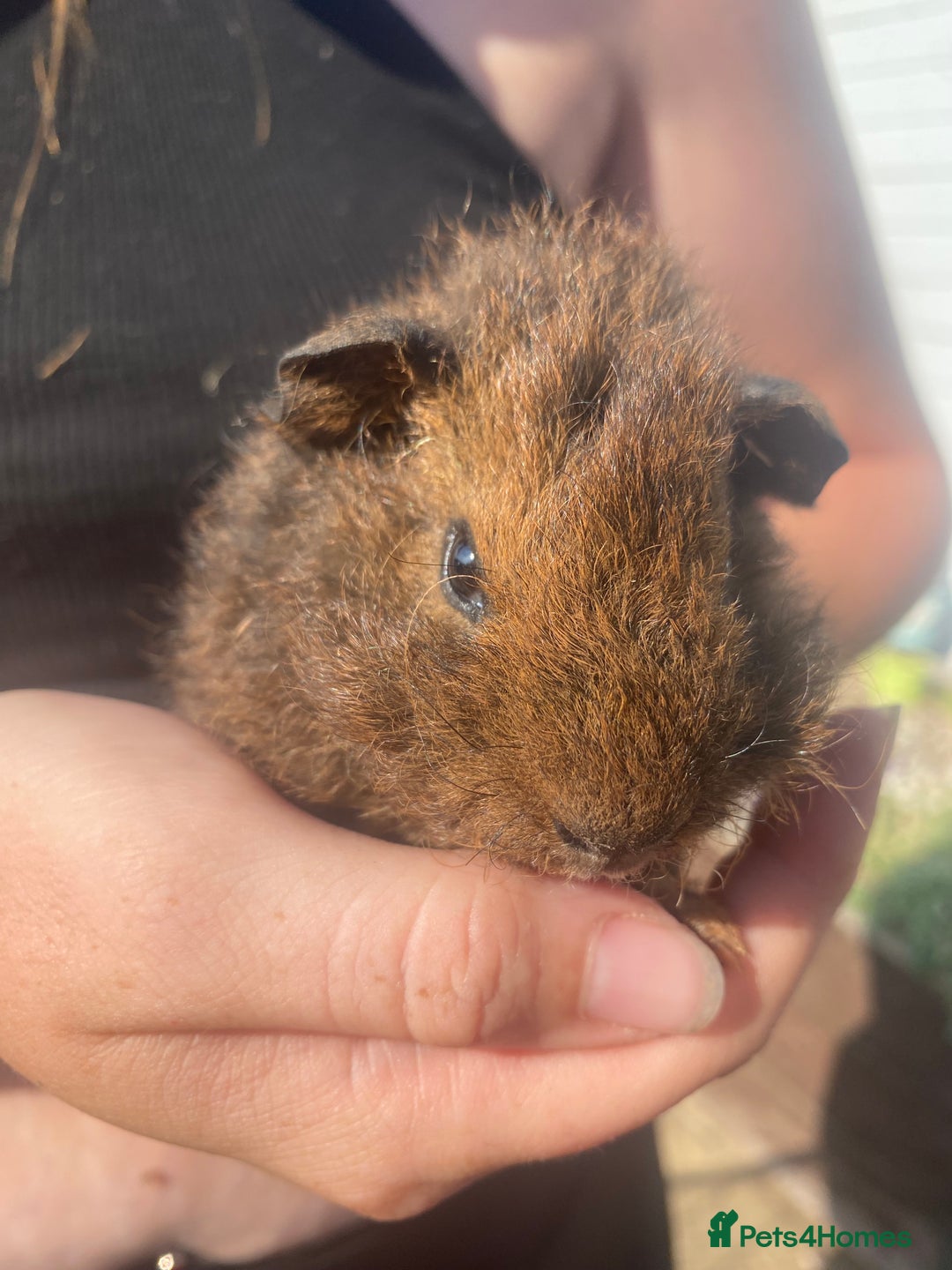 Guinea Pig rodents for sale: beautiful baby guinea pigs - Image 8