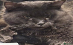 Maine Coon cats for sale: TICA Registered Maine Coon Kittens - Image 13
